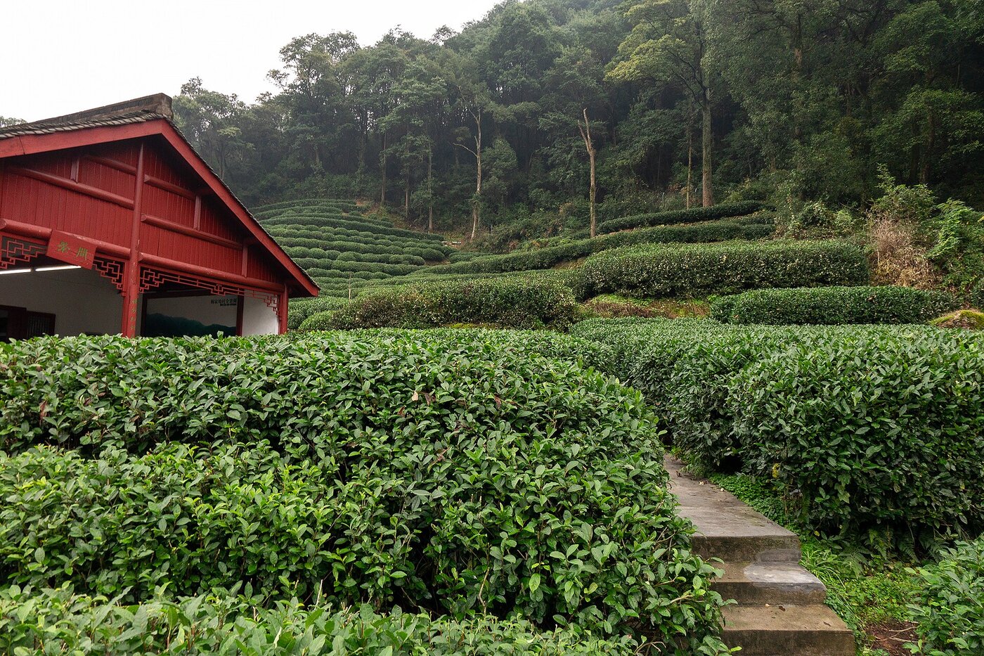 Longjing tea terraces, Hangzhou