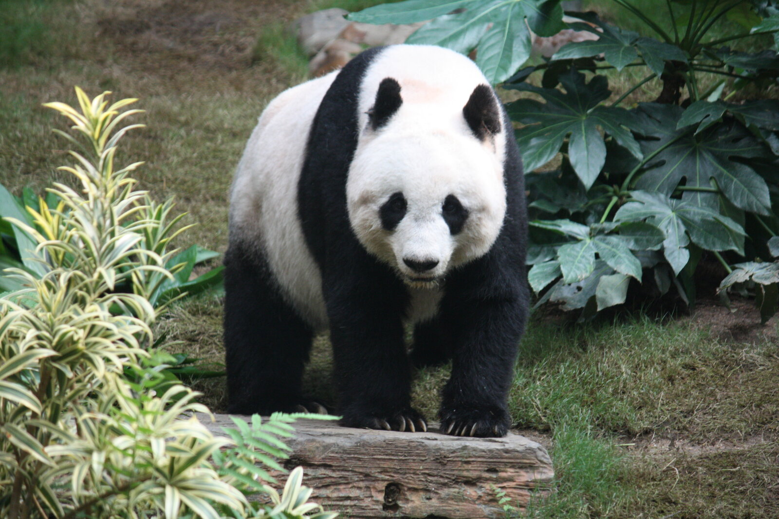 The Giant Panda: China’s Enduring Icon and a Global Conservation Success Story