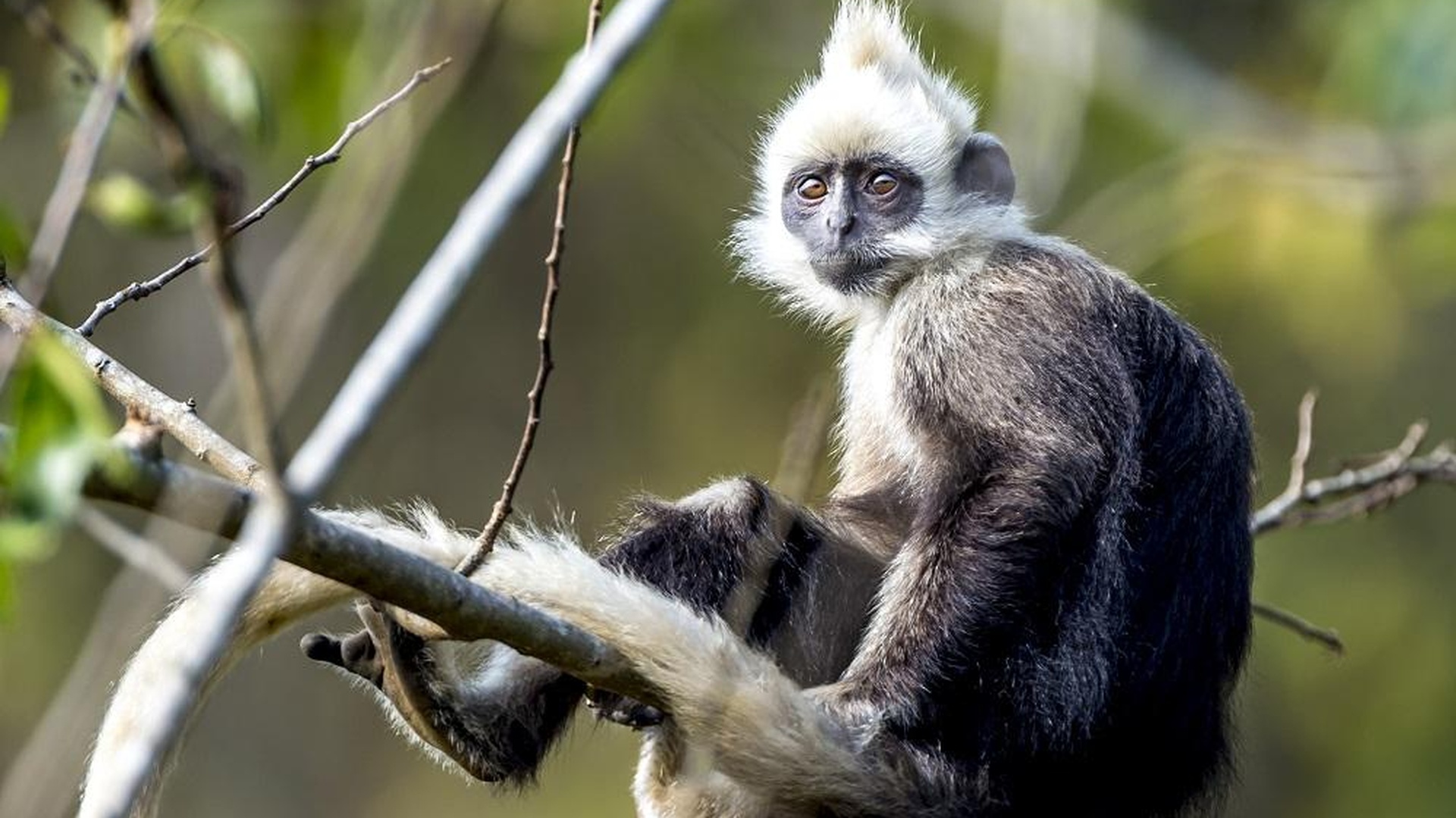 The White-Headed Langur: China’s Elusive Primate and a Global Conservation Icon