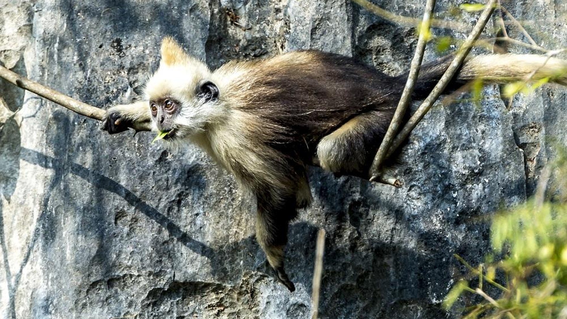 Adult white-headed langur (Trachypithecus leucocephalus), Guangxi, China
