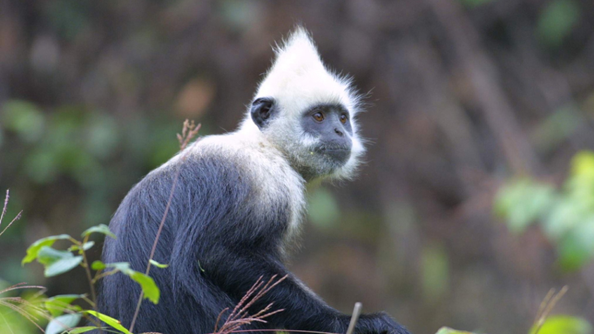 White-headed langur troop in limestone habitat, Guangxi